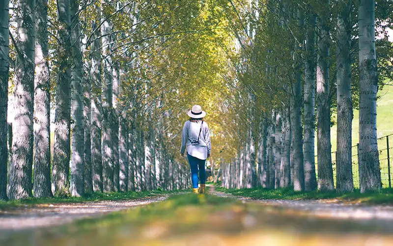 Women walking away from camera down a lane lined with trees.