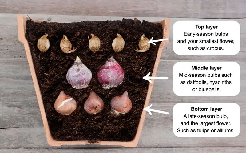 A cross section of a bulb lasagne.